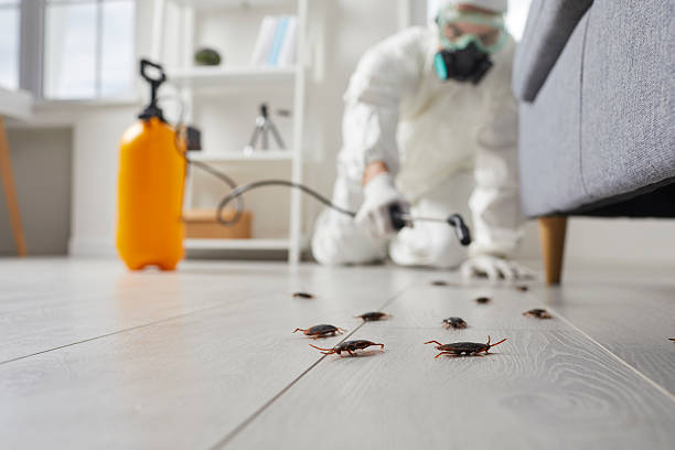 Commercial Rodent Management in St. Regis Park
